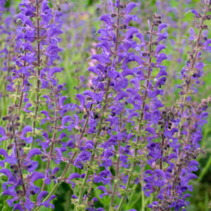 Шалфей лучной / Salvia pratensis (синий или розовый)