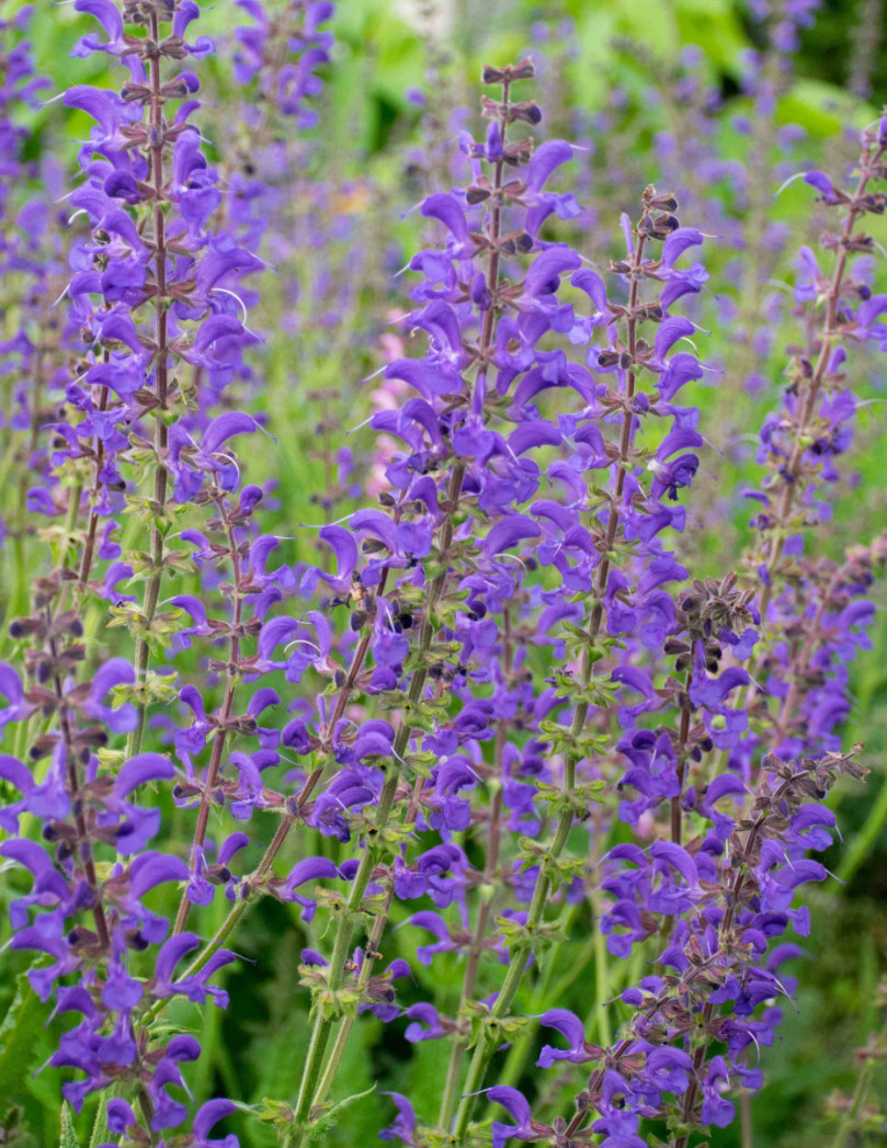 Шалфей лучной / Salvia pratensis (синий или розовый)