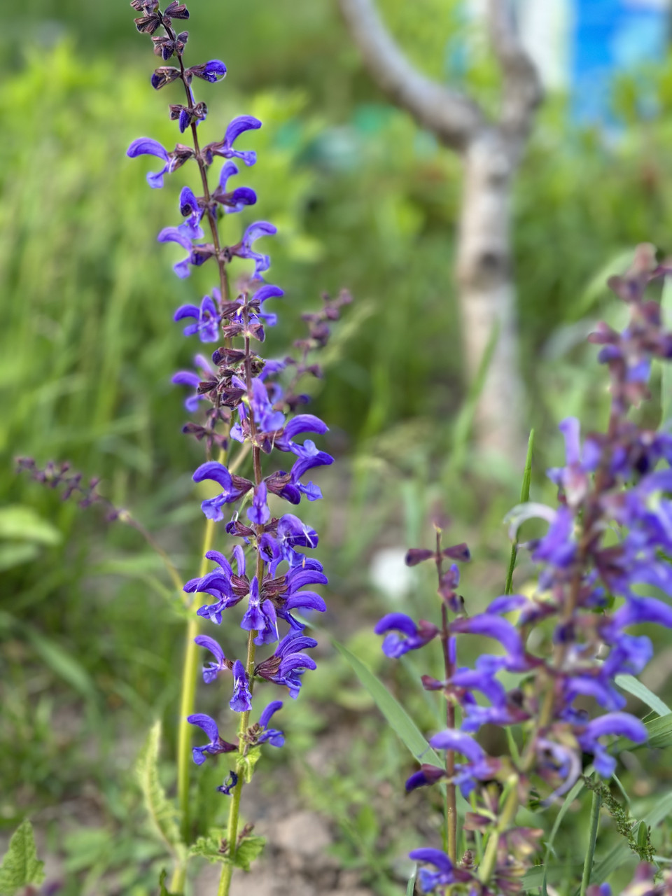 Шалфей лучной / Salvia pratensis (синий или розовый) - Зображення 4