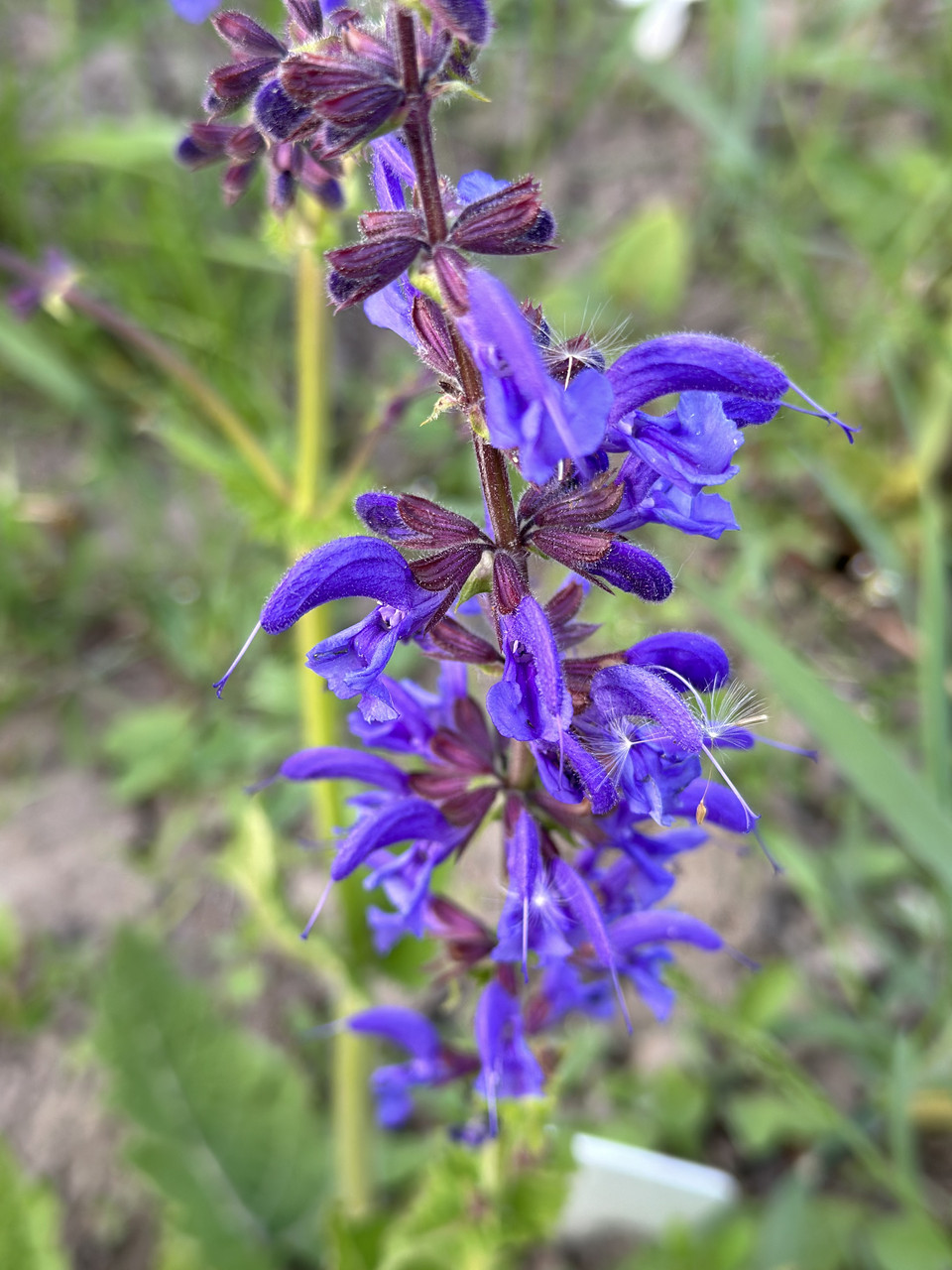 Шалфей лучной / Salvia pratensis (синий или розовый) - Зображення 3