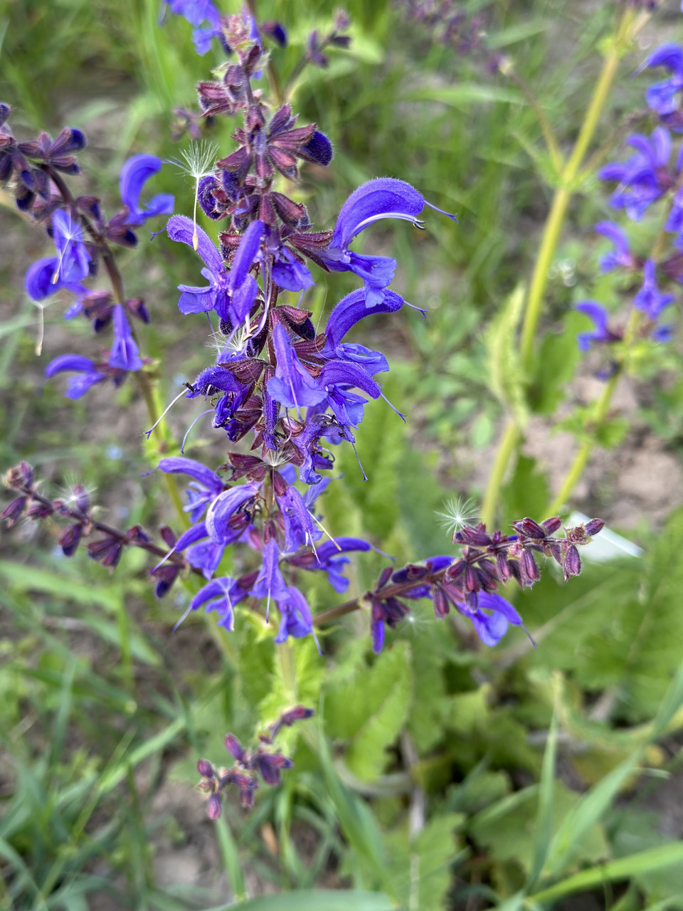 Шалфей лучной / Salvia pratensis (синий или розовый) - Зображення 2