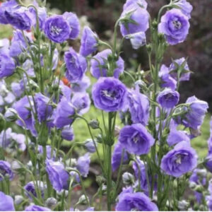 Колокольчик персиколистый La Belle blue синий