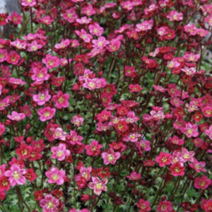 Камнеломка розовая/ Saxifraga