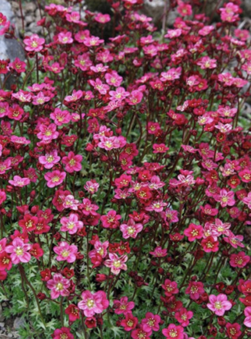 Камнеломка розовая/ Saxifraga
