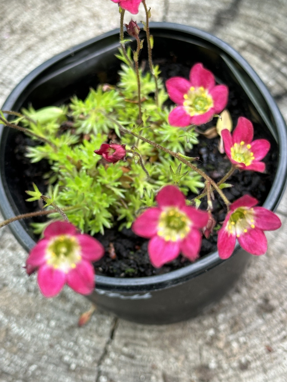 Камнеломка розовая/ Saxifraga - Зображення 2