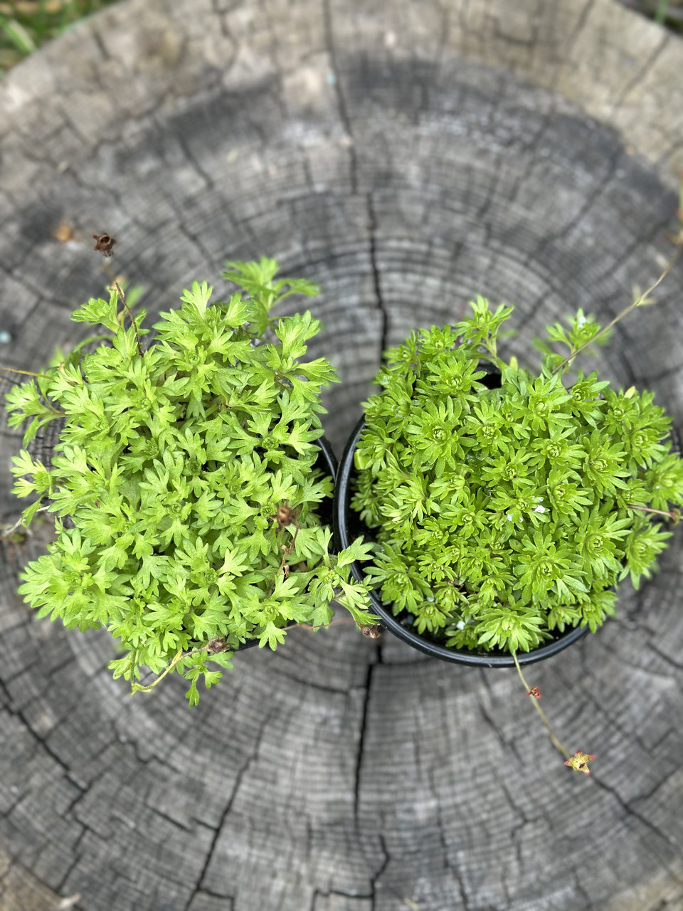 Камнеломка белая/ Saxifraga - Зображення 7