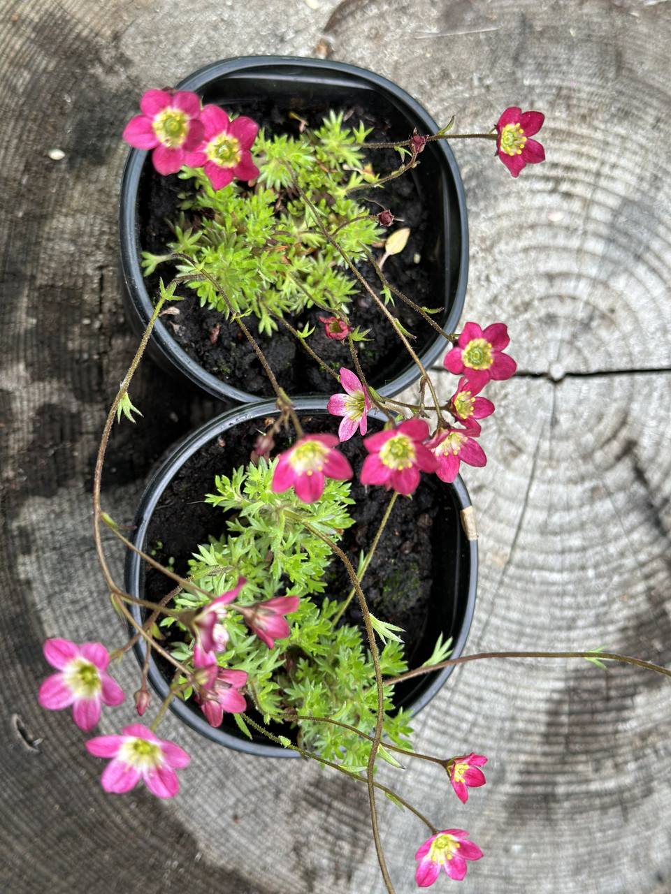 Камнеломка розовая/ Saxifraga - Зображення 4