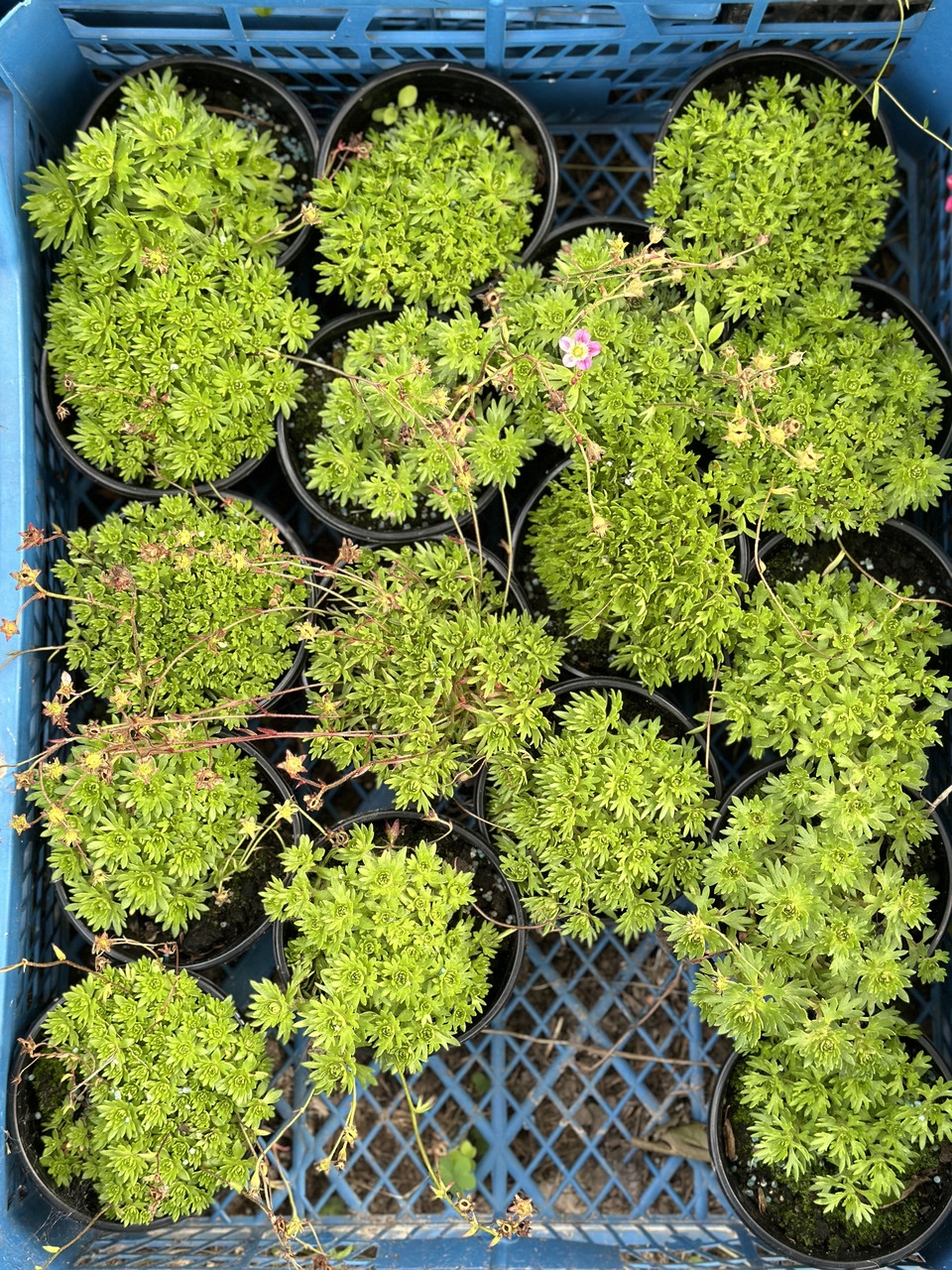 Камнеломка белая/ Saxifraga - Зображення 8