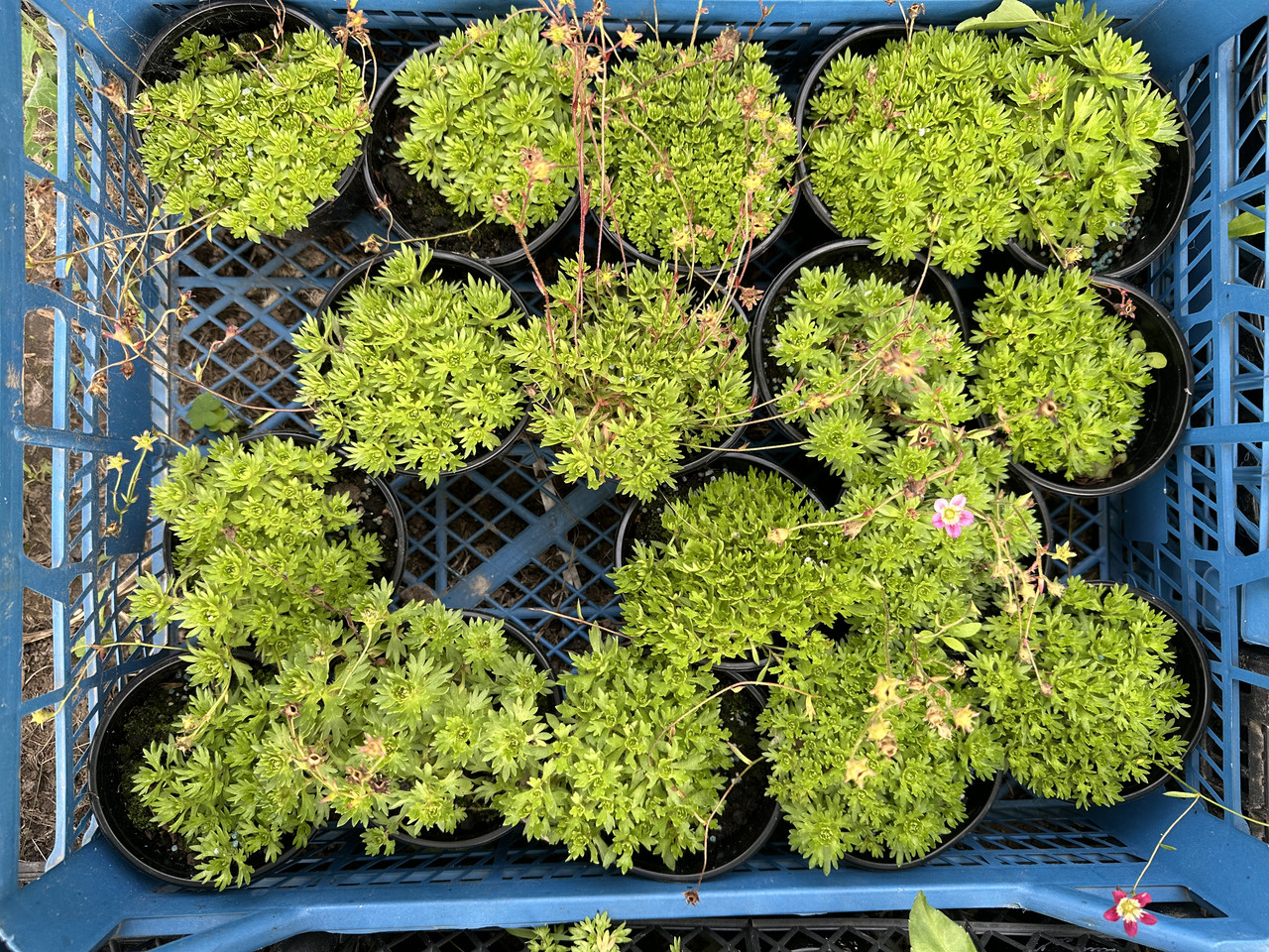 Камнеломка розовая/ Saxifraga - Зображення 5