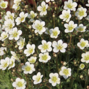 Камнеломка белая/ Saxifraga
