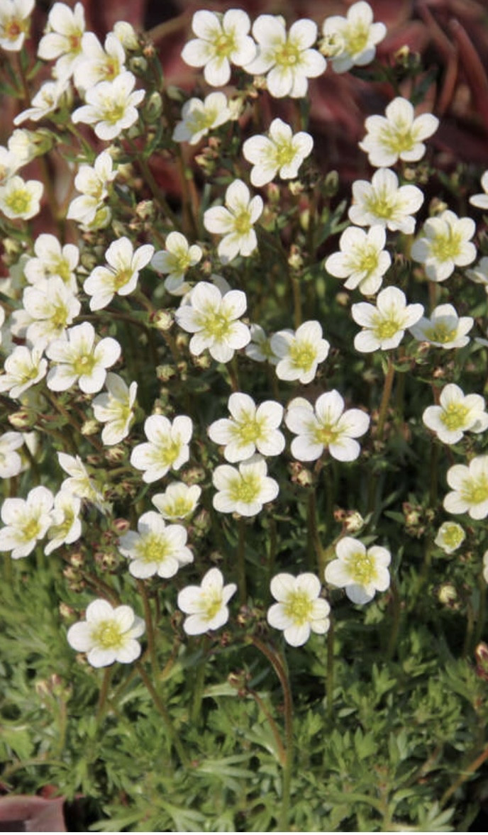 Камнеломка белая/ Saxifraga