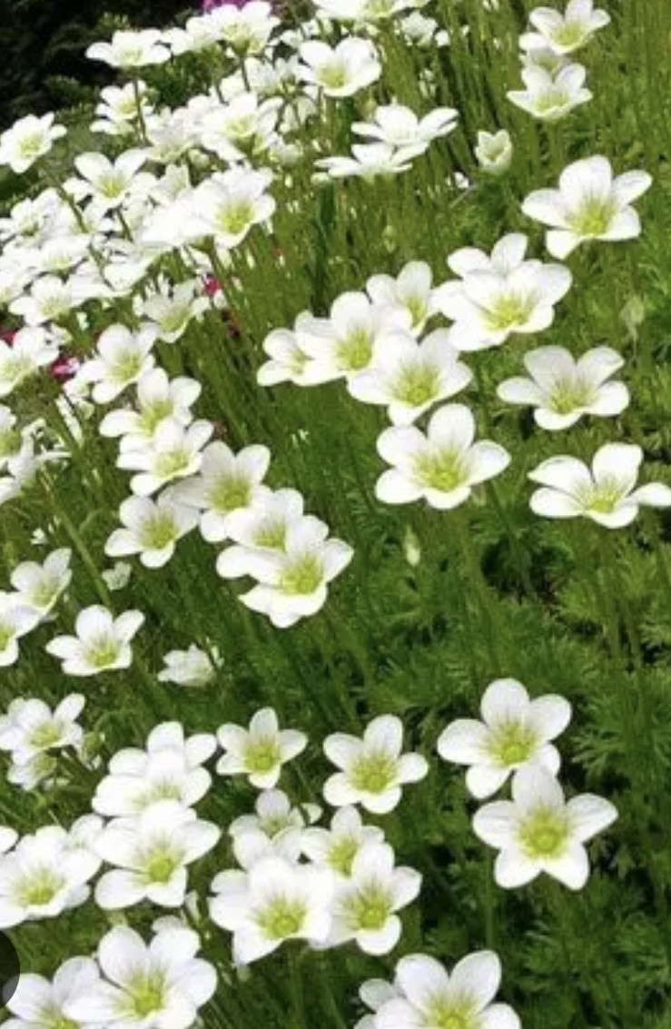 Камнеломка белая/ Saxifraga - Зображення 2
