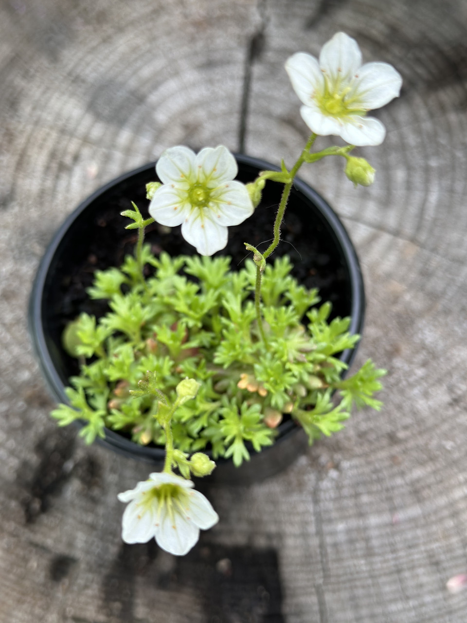 Камнеломка белая/ Saxifraga - Зображення 3