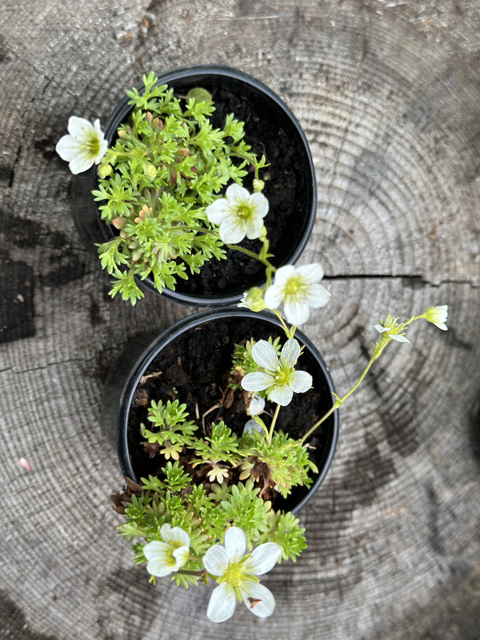 Камнеломка белая/ Saxifraga - Зображення 4