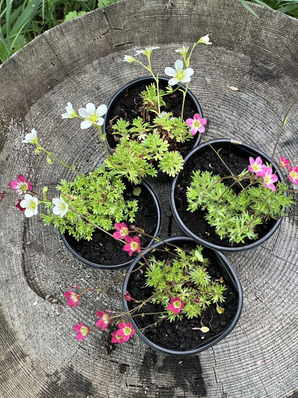 Камнеломка белая/ Saxifraga - Зображення 5