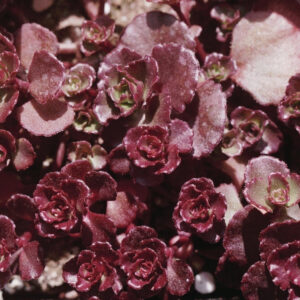 Седум ложный Вуду / Sedum spirium Boodoo