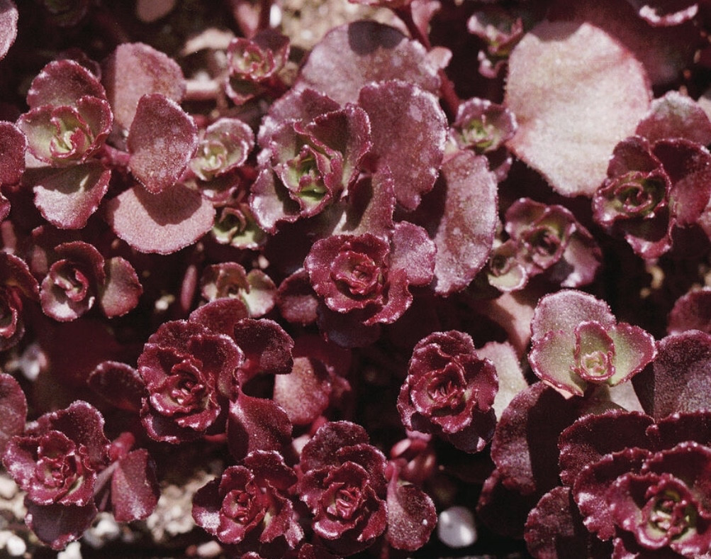 Седум ложный Вуду / Sedum spirium Boodoo