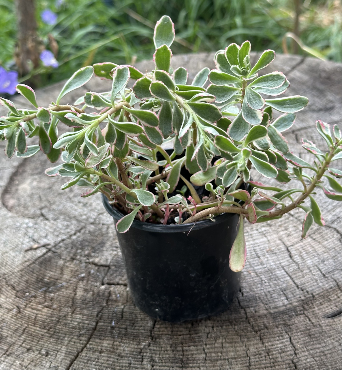 Седум ложный Триколор/ Sedum spirium Tricolor - Зображення 6