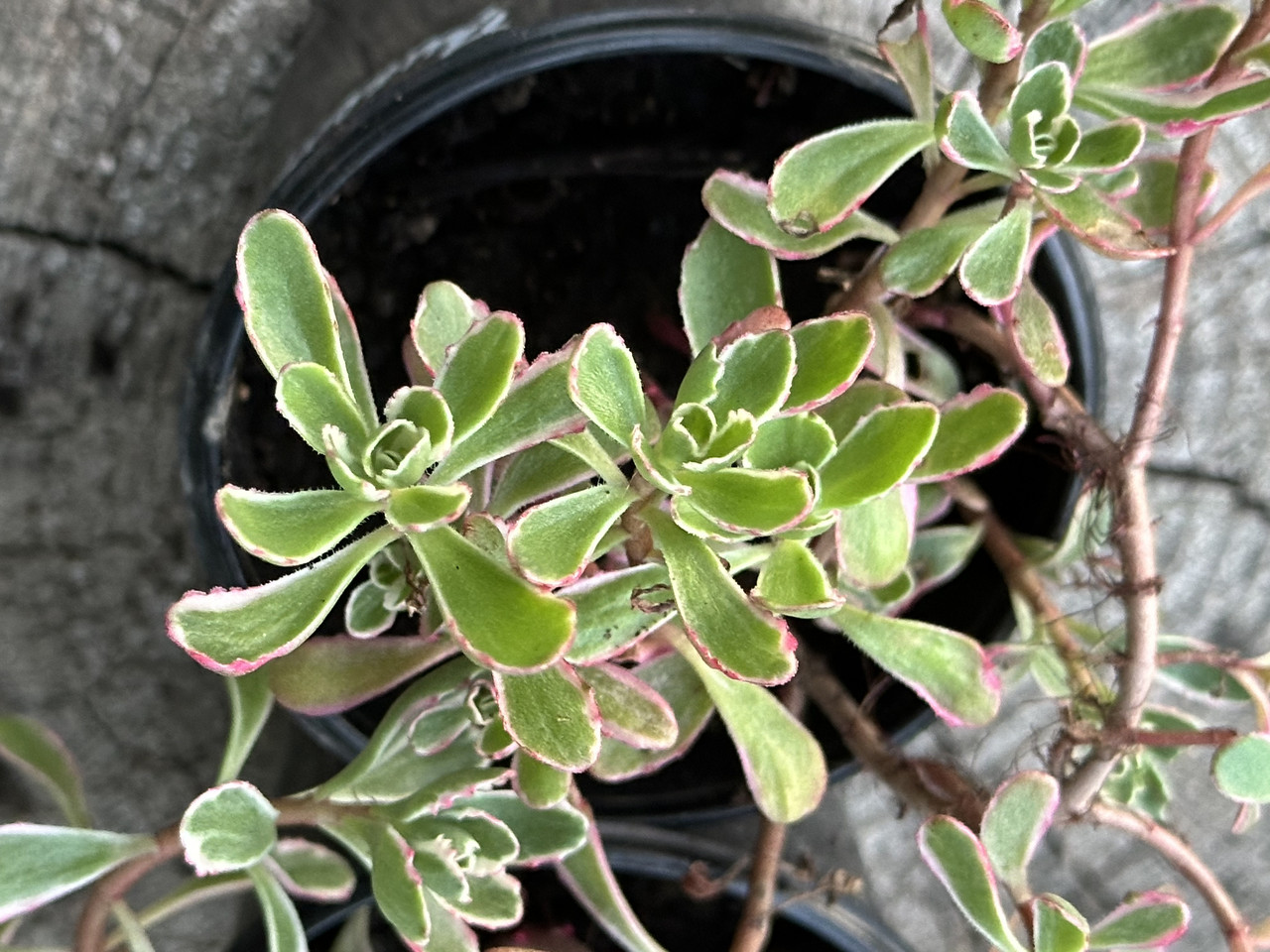 Седум ложный Триколор/ Sedum spirium Tricolor - Зображення 7