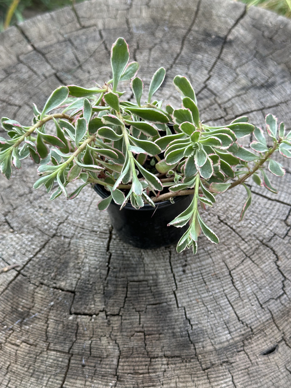 Седум ложный Триколор/ Sedum spirium Tricolor - Зображення 4