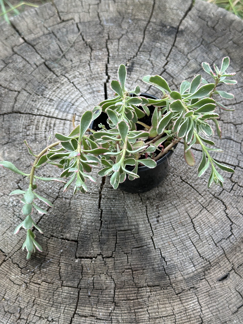 Седум ложный Триколор/ Sedum spirium Tricolor - Зображення 5