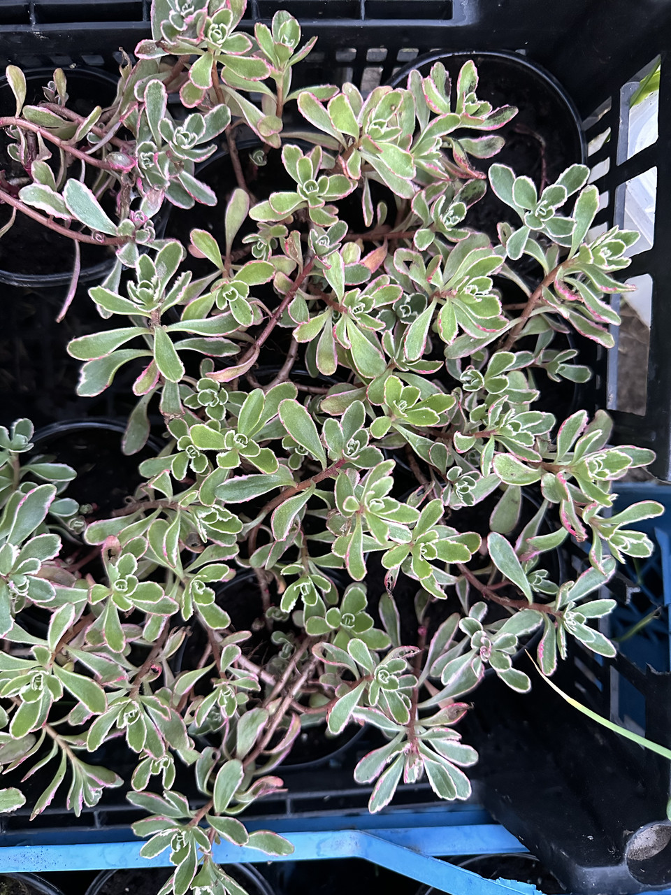 Седум ложный Триколор/ Sedum spirium Tricolor - Зображення 2