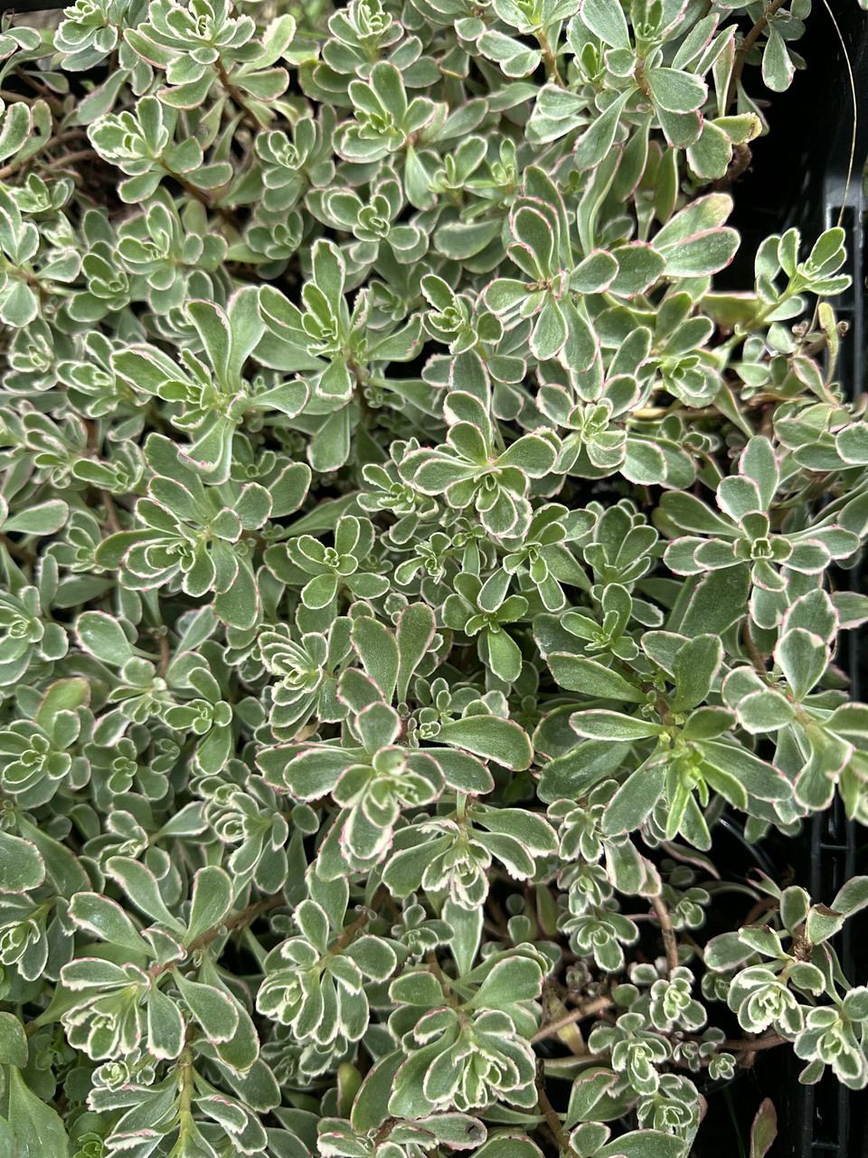 Седум ложный Триколор/ Sedum spirium Tricolor - Зображення 3