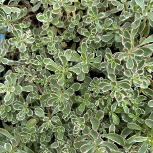 Седум ложный Триколор/ Sedum spirium Tricolor
