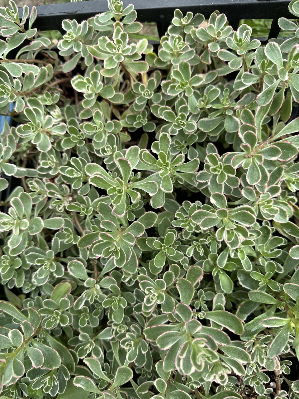 Седум ложный Триколор/ Sedum spirium Tricolor