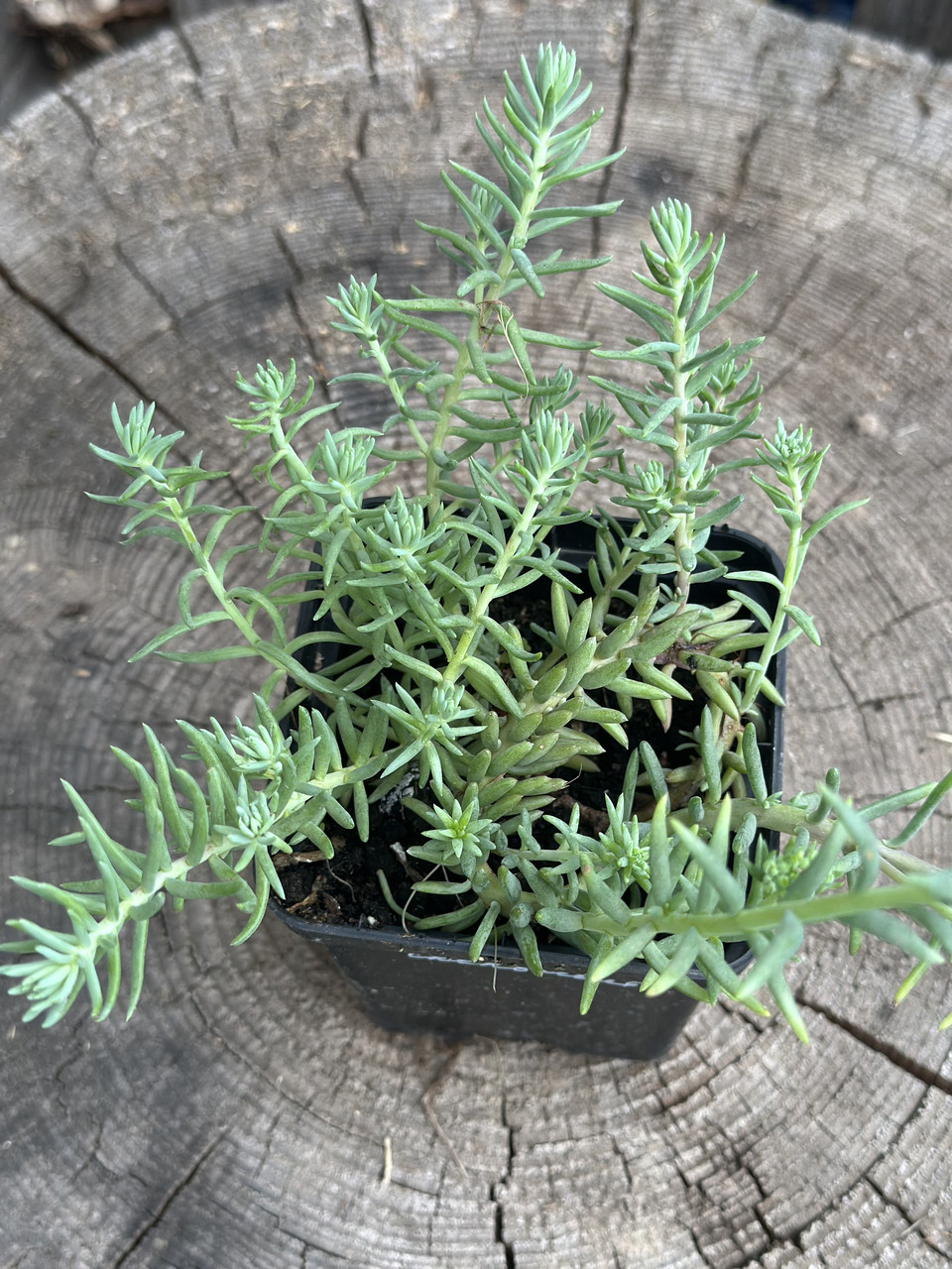 Седум скальный"Голубая елка"/ Sedum Blue sprus - Зображення 7