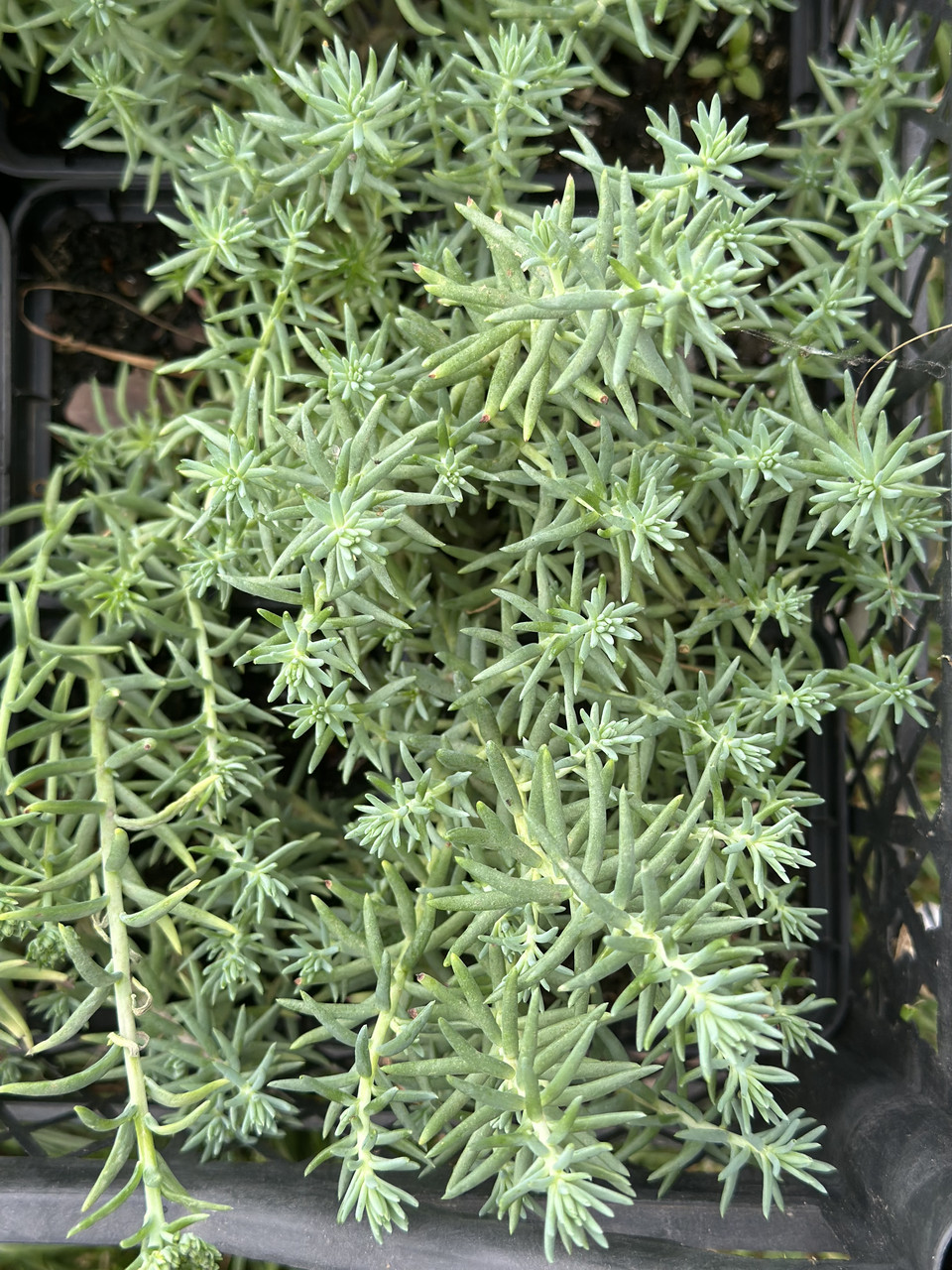 Седум скальный"Голубая елка"/ Sedum Blue sprus - Зображення 6