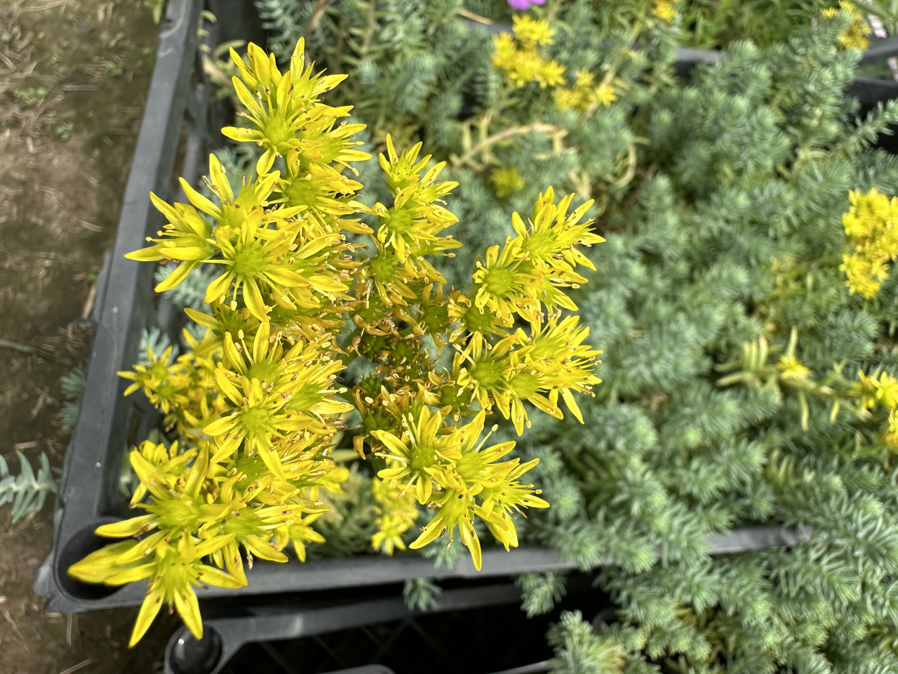 Седум скальный"Голубая елка"/ Sedum Blue sprus - Зображення 3