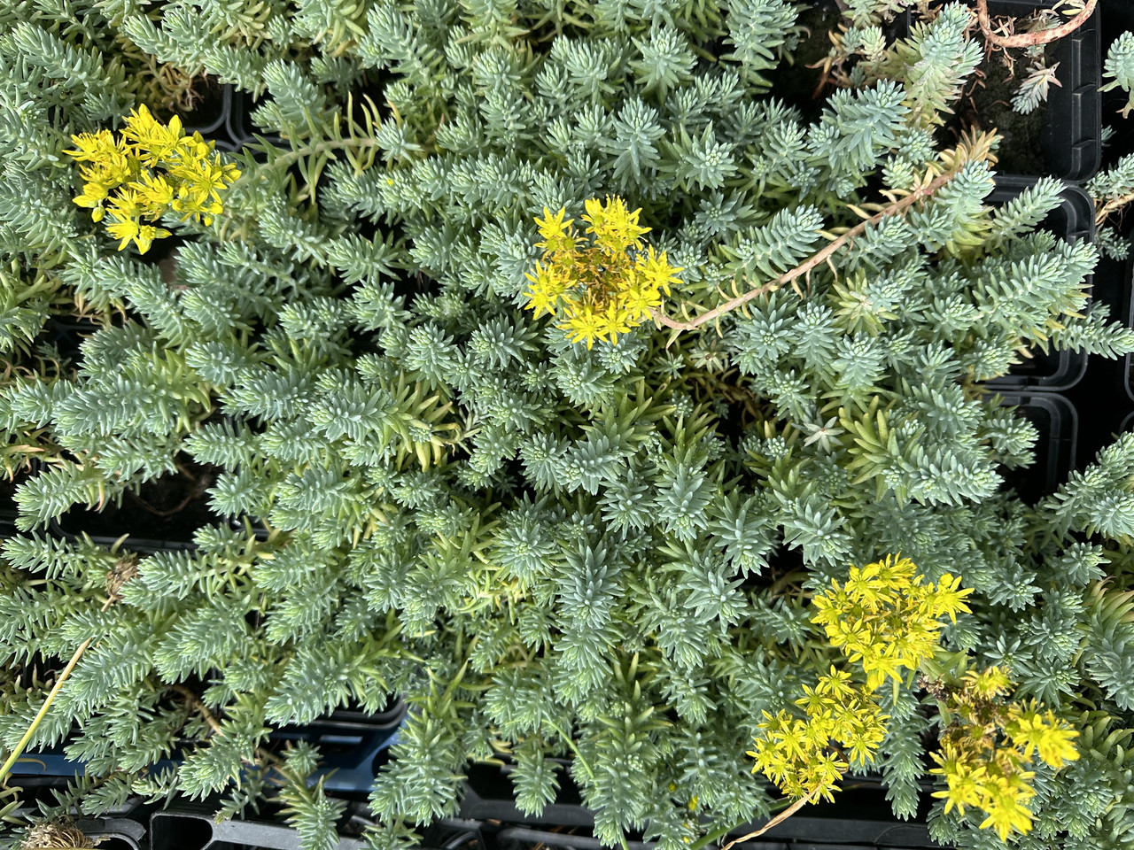 Седум скальный"Голубая елка"/ Sedum Blue sprus - Зображення 2