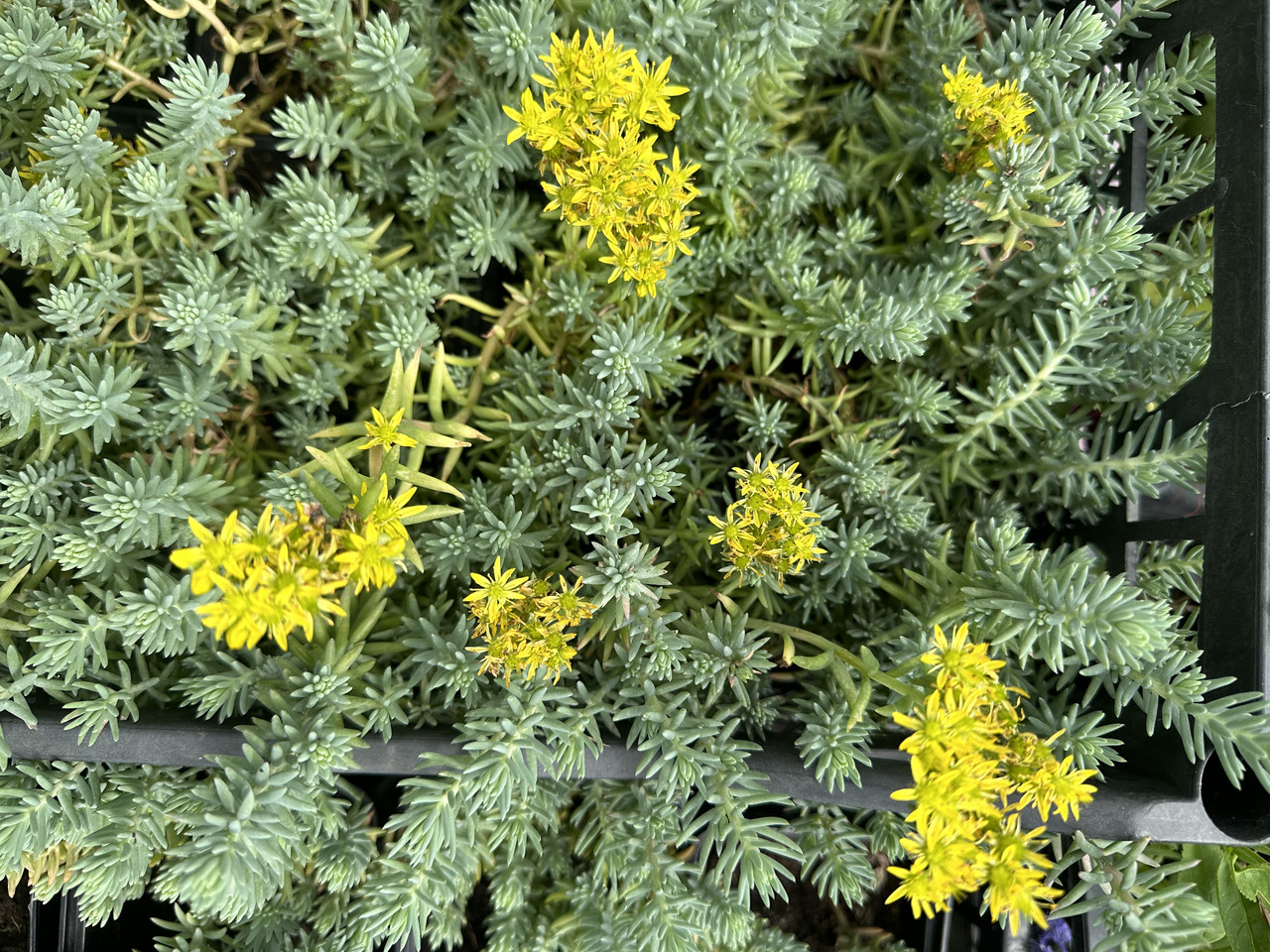 Седум скальный"Голубая елка"/ Sedum Blue sprus - Зображення 5