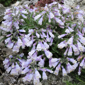 Пенстемон Пігмей / Penstemon Pygmaeus