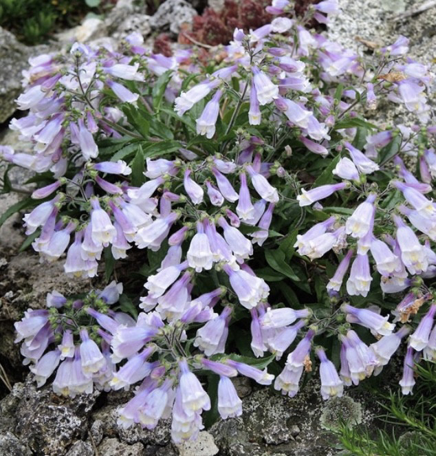 Пенстемон Пігмей / Penstemon Pygmaeus