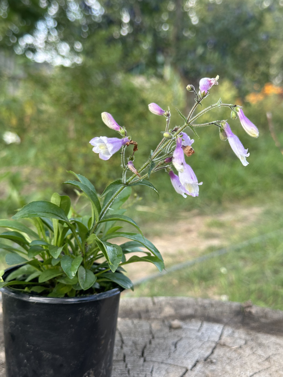 Пенстемон Пігмей / Penstemon Pygmaeus - Зображення 8