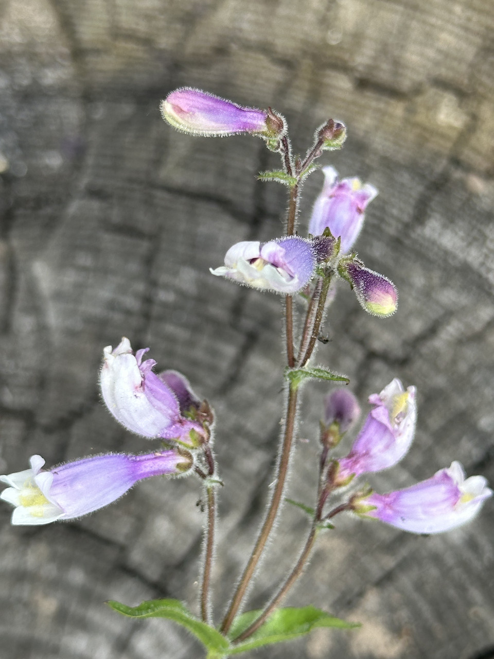 Пенстемон Пігмей / Penstemon Pygmaeus - Зображення 4
