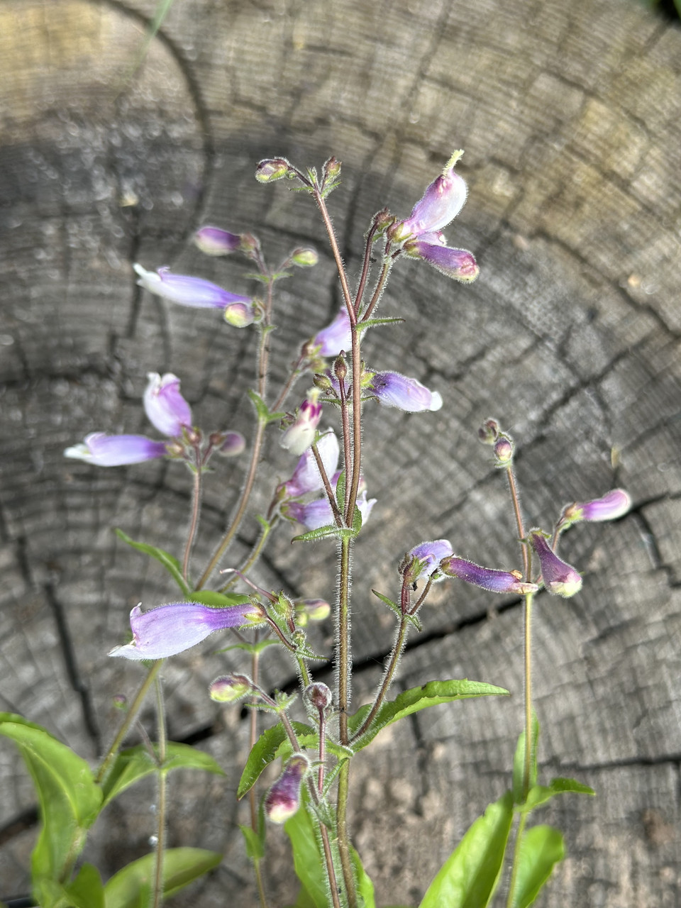Пенстемон Пігмей / Penstemon Pygmaeus - Зображення 5
