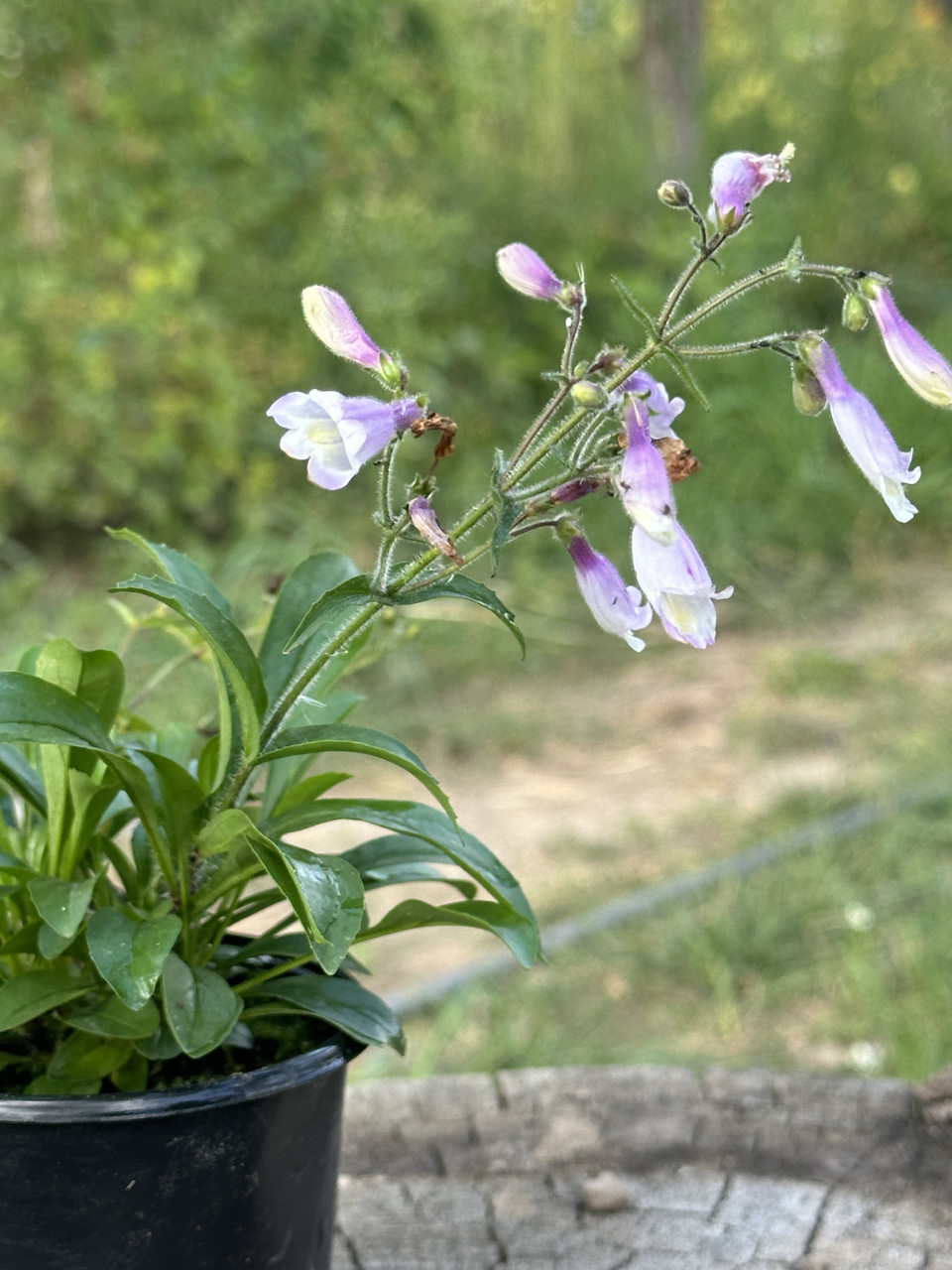 Пенстемон Пігмей / Penstemon Pygmaeus - Зображення 7