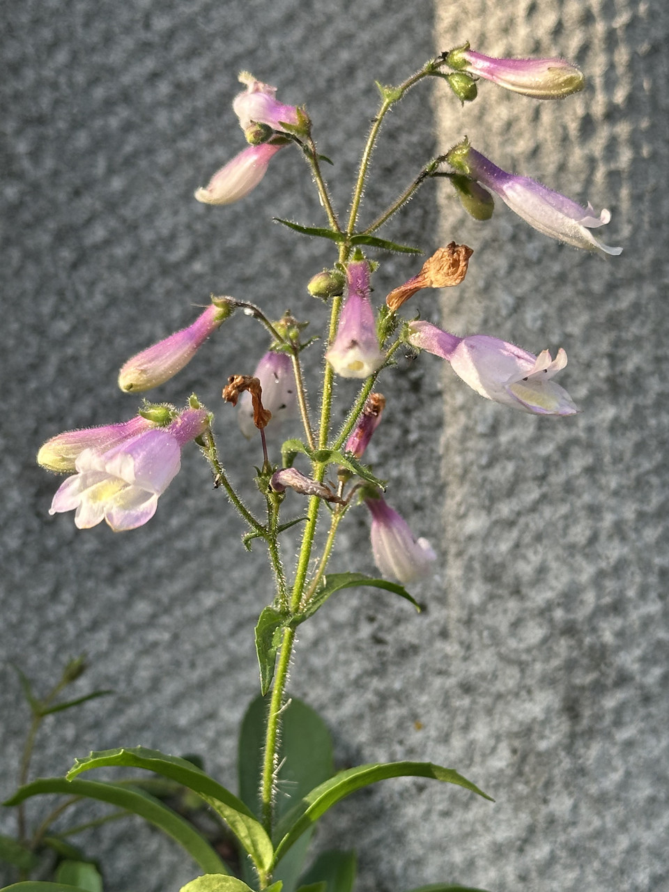 Пенстемон Пігмей / Penstemon Pygmaeus - Зображення 9