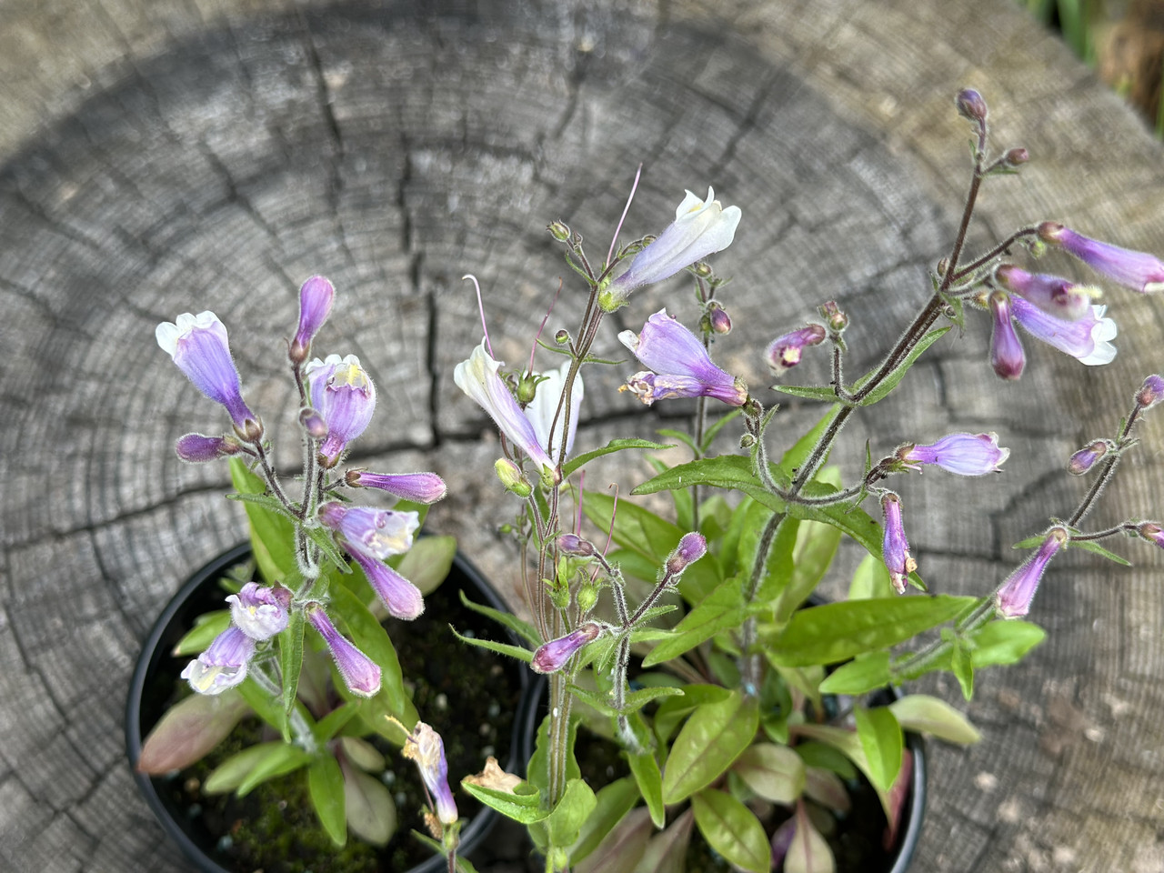 Пенстемон Пігмей / Penstemon Pygmaeus - Зображення 2