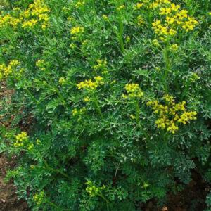 Рута духмяна, graveolens, hortensis, Ruta hortensis, Рута садова, рута городня, рута