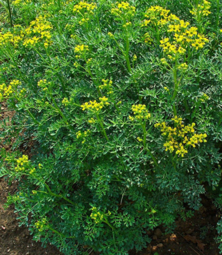 Рута духмяна, graveolens, hortensis, Ruta hortensis, Рута садова, рута городня, рута