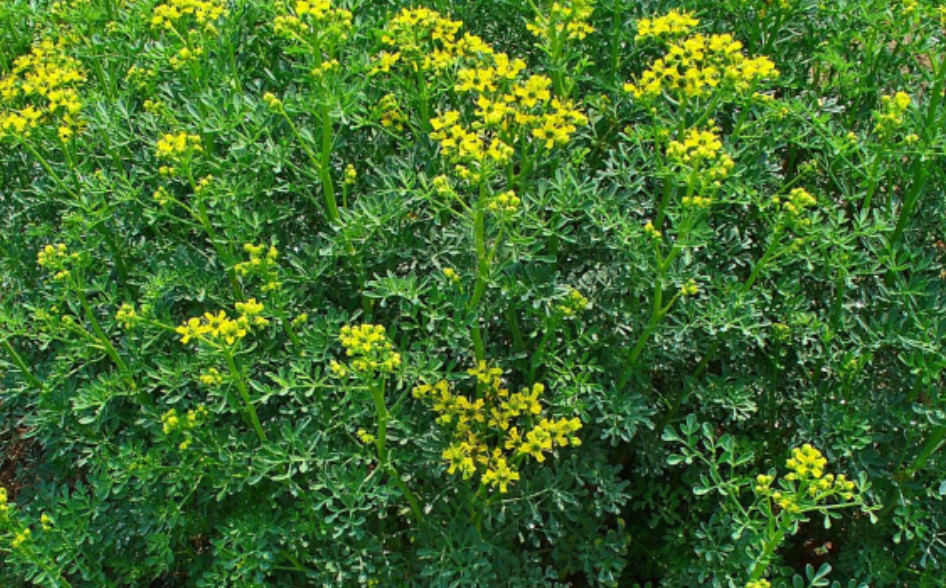 Рута духмяна, graveolens, hortensis, Ruta hortensis, Рута садова, рута городня, рута - Зображення 4