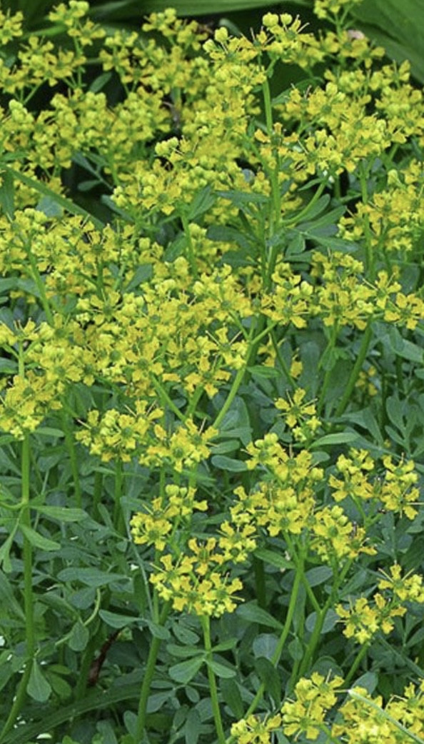 Рута духмяна, graveolens, hortensis, Ruta hortensis, Рута садова, рута городня, рута - Зображення 3