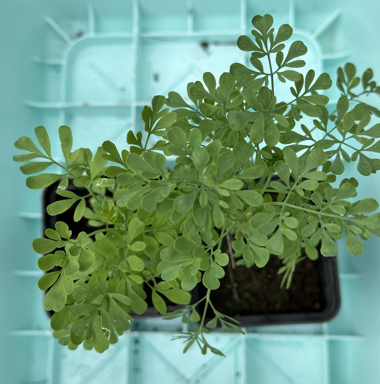 Рута духмяна, graveolens, hortensis, Ruta hortensis, Рута садова, рута городня, рута - Зображення 5