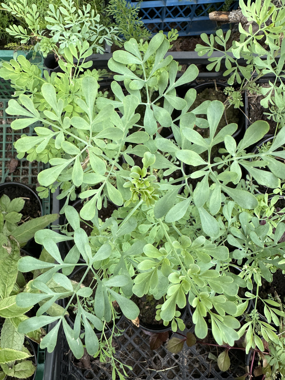 Рута духмяна, graveolens, hortensis, Ruta hortensis, Рута садова, рута городня, рута - Зображення 2