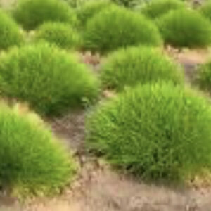 Овсяница зеленая/ Festuca glauca