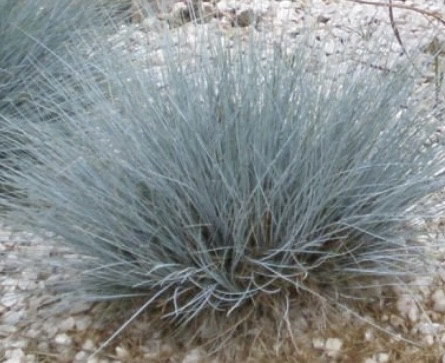 Овсяница сизая/ Festuca glauca - Зображення 2